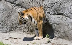 image of tiger