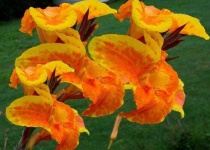 image of flower
