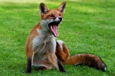 image of red_fox