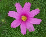 image of flower