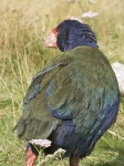 image of european_gallinule #28