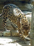 image of jaguar_car