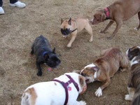image of french_bulldog