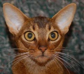 image of abyssinian #26