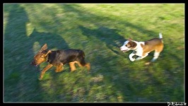 image of walker_hound