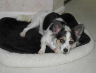 image of papillon