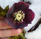 image of flower