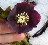 image of lenten_rose #33