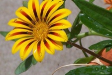 image of flower