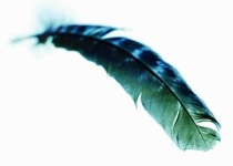 image of feather
