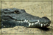image of african_crocodile