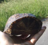 image of box_turtle