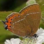 image of animal