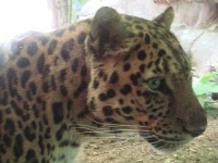 image of jaguar_car