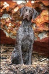image of animal