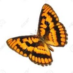 image of Butterfly