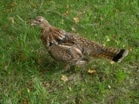 image of grouse #22
