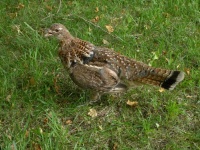 image of ruffed_grouse #22