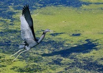 image of little_blue_heron