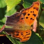 image of animal