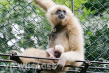 image of gibbon #23