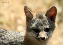 image of grey_fox
