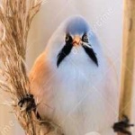 image of bird
