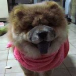 image of animal