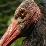 image of bird