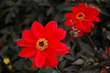 image of flower