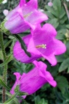 image of flower