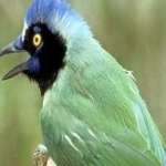 image of green_jay #31