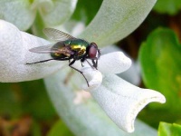 image of fly