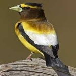 image of bird