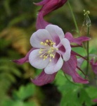 image of flower