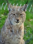 image of lynx