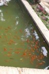image of goldfish