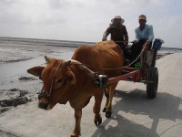 image of oxcart