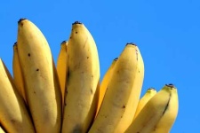 image of banana #1