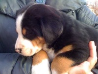image of greater_swiss_mountain_dog