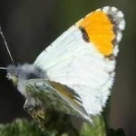 image of animal