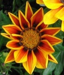 image of flower