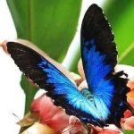 image of animal