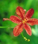 image of flower