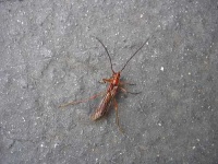 image of long_horned_beetle