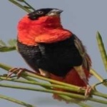 image of bird