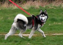 image of eskimo_dog