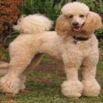 image of poodle #21