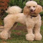image of animal