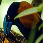 image of bird